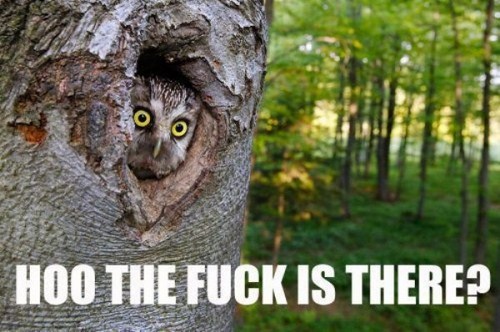 funny owl in a tree - Hoo The Fuck Is There?