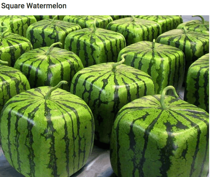 square watermelon - Square Watermelon