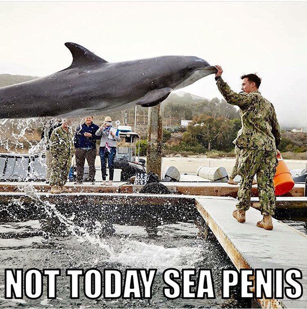 funny pictures for today - Not Today Sea Penis