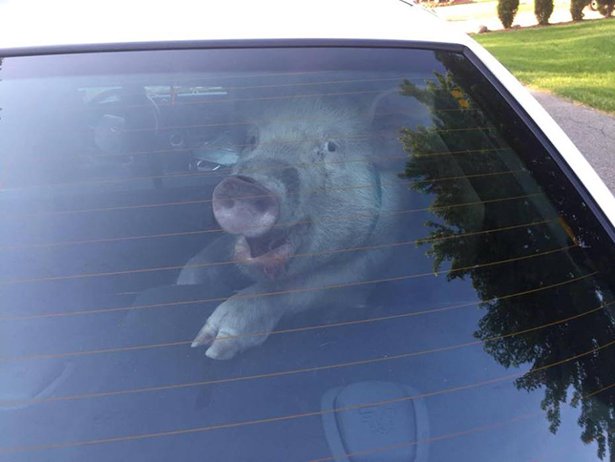 pig shits in cop car