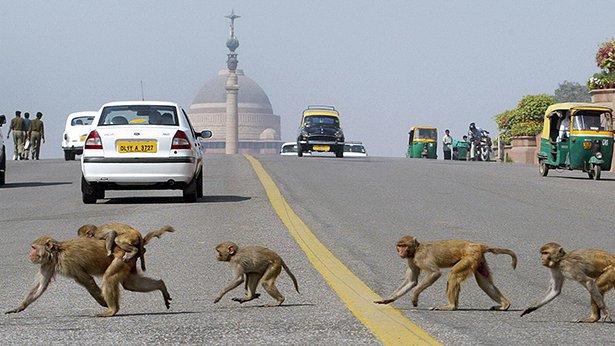 delhi monkey