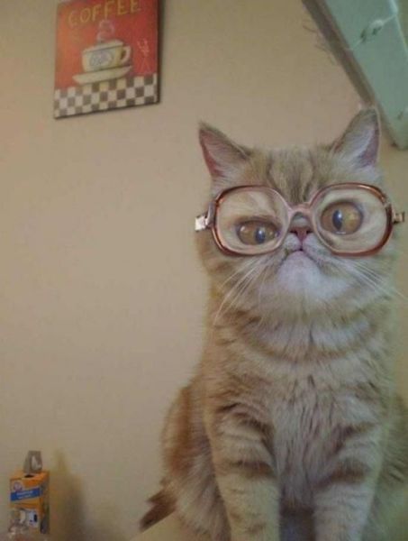 TROLLGODS SLEEP IS FOR PUSSIES Pic DUMP