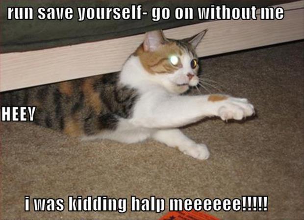 most dramatic animals memes - run save yourself go on without me Heev i was kidding halp meeeeee!!!!!
