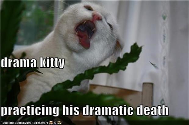 funny over dramatic animals - drama kitty practicing his dramatic death Icanhascheezburger.Com