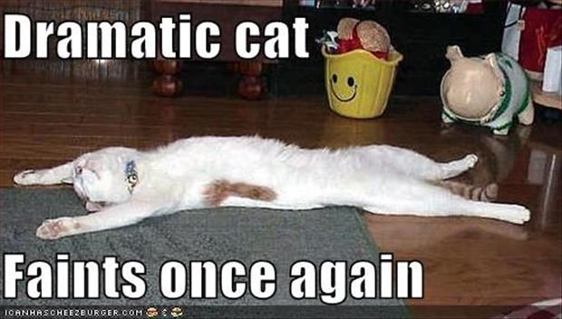 dramatic funny meme - Dramatic cat Faints once again Ioanhascheezburger.Com