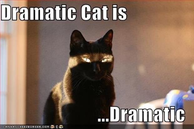 icanhascheezburger memes - Dramatic Cat is ...Dramatic Icanhascheezburgeroom