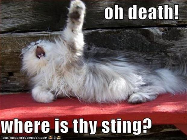 drama cat - oh death! where is thy sting? Toanhascheezburger.Com