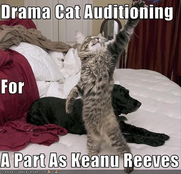 funny good night animals - Drama Cat Auditioning For A Part As Keanu Reeves Ioanhascheezburger.Com