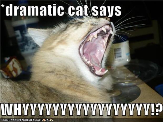 photo caption - dramatic cat says Whyyyyyyyyyyyyyyyyy!? Icanhascheezburger.Com Go