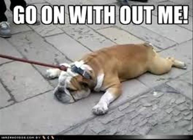 funny bulldog memes - Go On With Out Me!