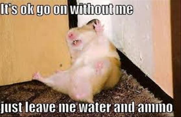 hamster seizure - It's ok go on without me just leave me water and ammo