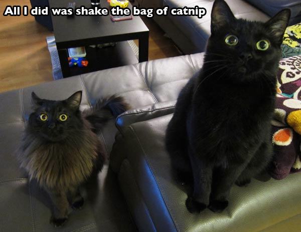 cats eyes on catnip - Anii did was shake the bag of catnip