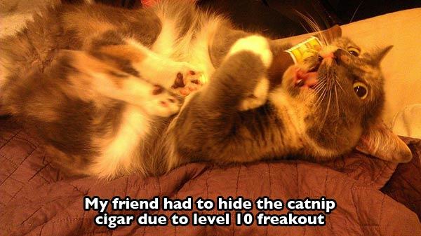 high on catnip 10 - My friend had to hide the catnip cigar due to level 10 freakout