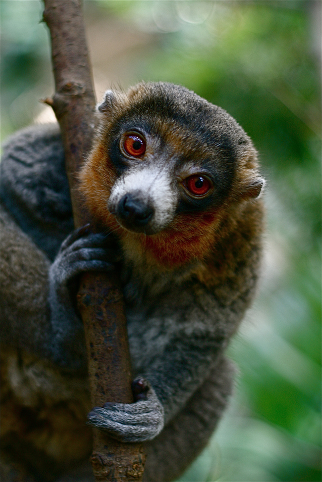 Flying Lemurs: They are neither lemurs nor can they fly. Also known as colugos, they were named for their similar features and nocturnal habits, but are closer in relation to primates.