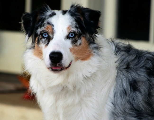 Australian Shepherd: These blue eyed beauties are bred in Europe. Their close relationship to the Australian Basque shepherds gave them their antipodean moniker.
