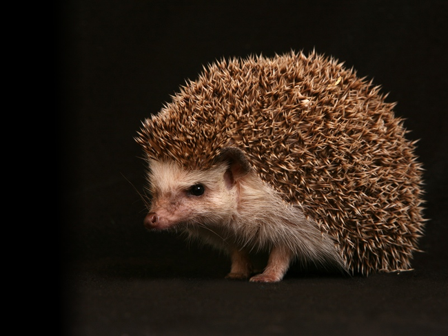 Hedgehog: They have zero relation to pigs or hogs. Their name comes from the discovery that the spiky foragers grunt similarly while hunting.