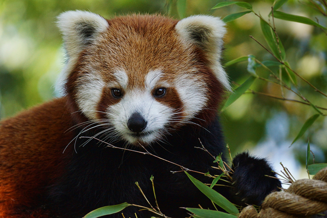 Red Panda: These adorable animals should have received the name "red raccoons." They share an equal relation to both raccoons and pandas, but not quite one or the other.
