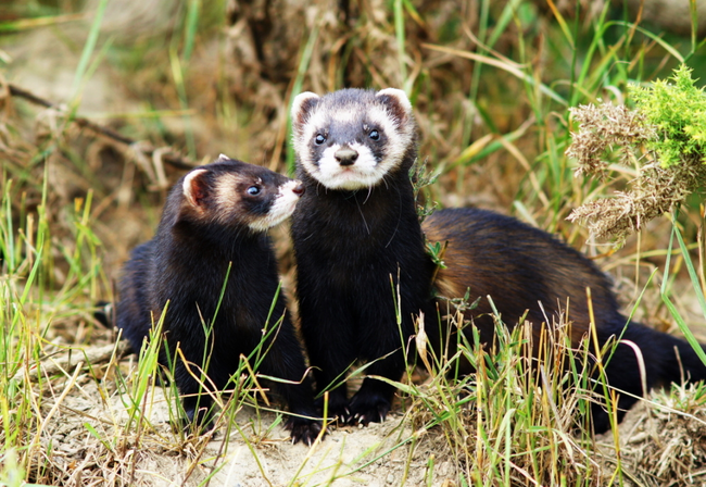 Polecat: These adorable fuzzy faces aren't related to felines at all. They're part of the weasel family and were likely named after the French words "poule" and "chat" for their love of poultry.