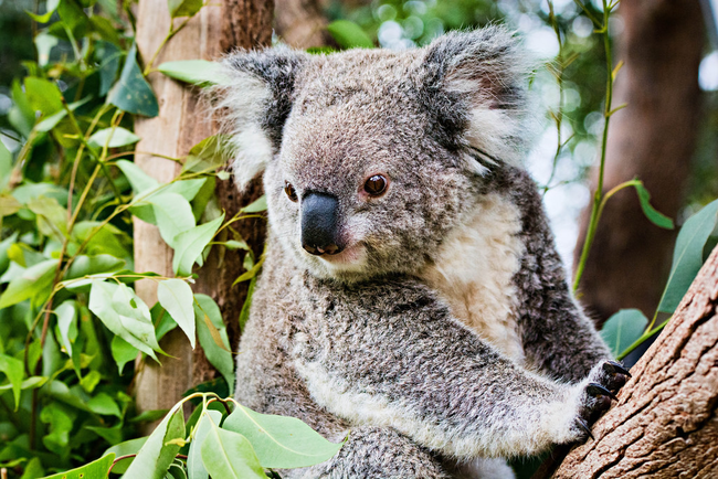 Koala Bears: Though they look like cuddly teddy bears, koalas are marsupials and more related to kangaroos. But you can't blame people for wanting to give them a cuddly name