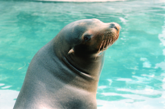 Sea Lion: Obviously they aren't lions of the sea, but something called pinnipeds. That means they're mammals who walk around on their flippers when on land. Their name comes from the thick mane that is often found on their necks, like lions.