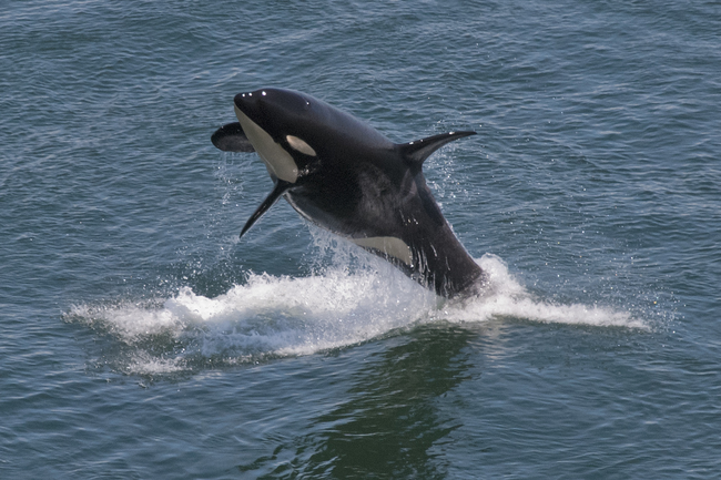 Killer Whale: The killer aspect is definitely not a misnomer. As one the largest predators in the ocean, they hunt prey in packs of up to 40. But they're not whales at all. They're dolphins.