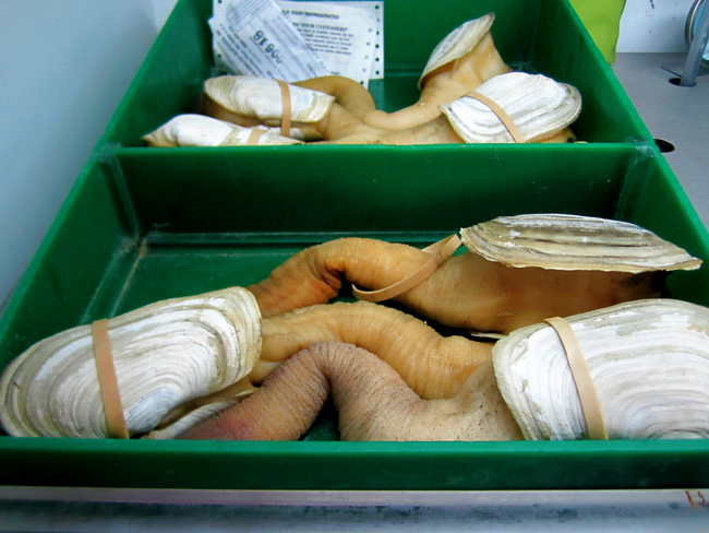 Geoduck: Pronounced "goo-ee-duc," these are not actual ducks. Instead, they are a type of clam found in the Pacific Northwest. The misleading name comes from the Nisqually Indian word "qweduc," which translates to "dig deep."