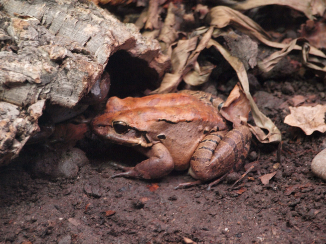 Mountain Chicken: This obviously isn't a chicken. These frogs are one of the world's most threatened of their species, likely due to their tasty, apparently chicken-flavored meat.
