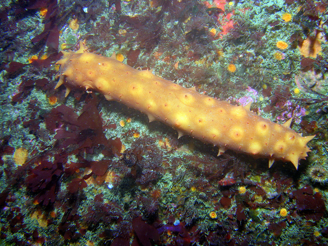 Sea Cucumbers: This cucumber wouldn't go well in your next salad. The echinoderms come in several shapes and sizes and are closely related to starfish and sea urchins.