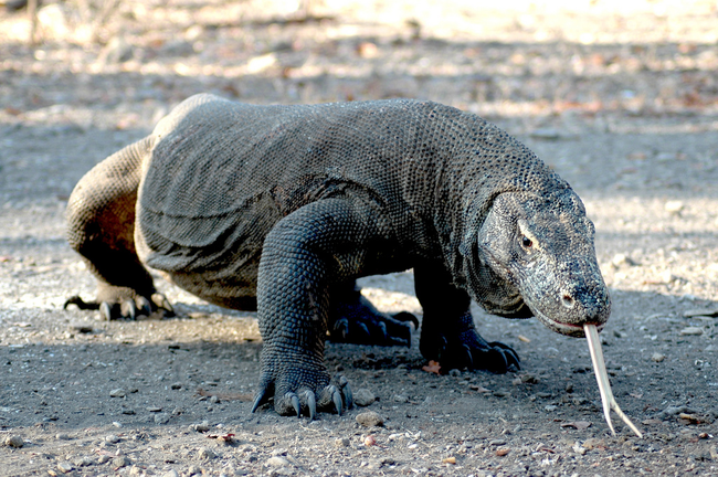 Komodo Dragon: Since dragons sadly aren't real, this is nothing more than a large lizard. Its forked tongue inspired the mythical moniker.