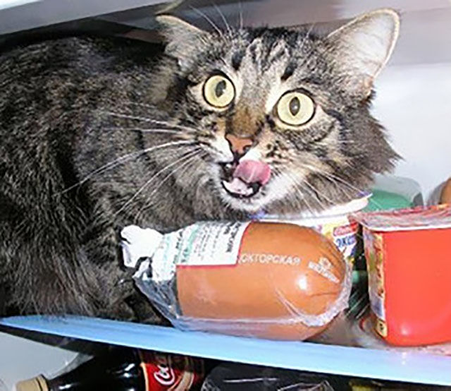 25 Cats That Are Real Cat Burglars