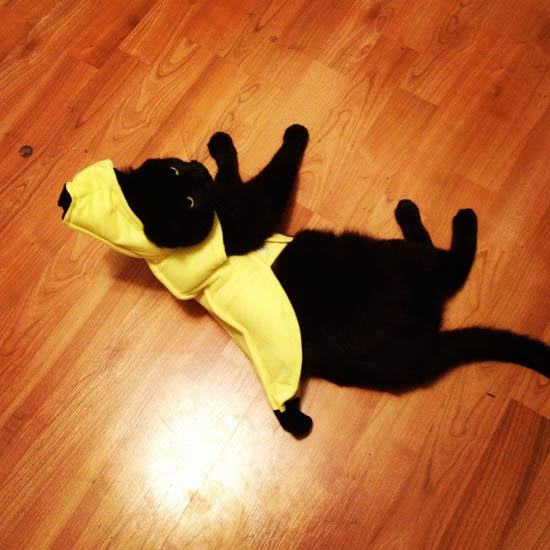 20 Pets That Absolutely Hate Their Halloween Costumes