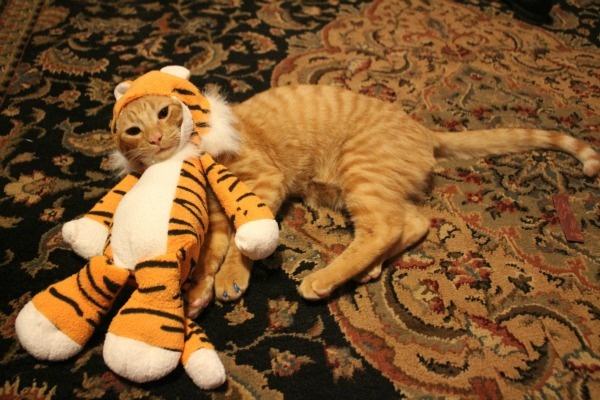 20 Pets That Absolutely Hate Their Halloween Costumes