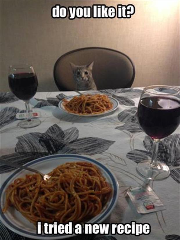 dinner with cat - do you it? i tried a new recipe