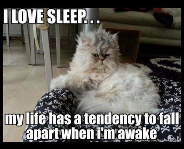 funny sleep cat meme - I Love Sleep... my life has a tendency to fall apart when I'm awake ook.comhasta