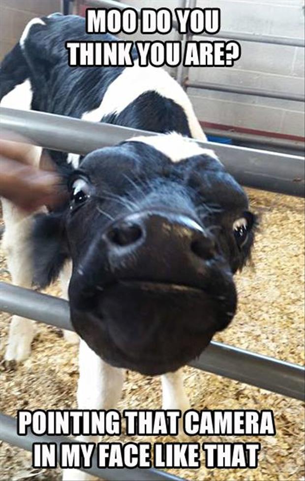 dairy - Moo Do You Think You Are? Pointing That Cameras In My Face That