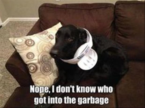 wasn t me jokes - Nope, I don't know who got into the garbage