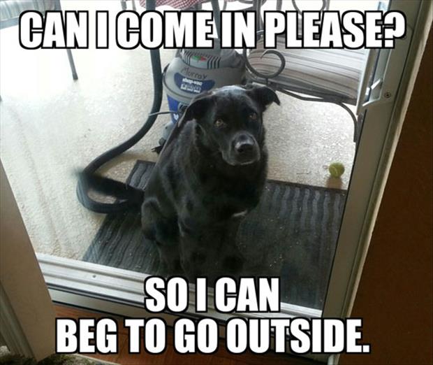 dog logic meme - Canicome In Please? So I Can Beg To Go Outside