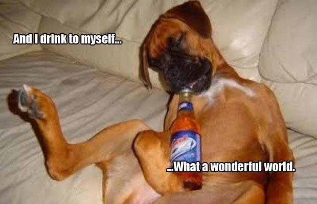 funniest animal pictures in the world - And I drink to myself. ..What a wonderful world.
