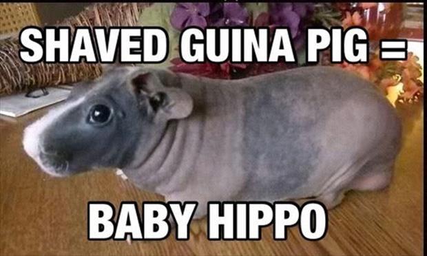 shaved guinea pig baby hippo - Shaved Guina Pig 3 Baby Hippo