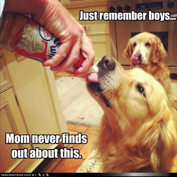 golden retriever funnies - Just remember boys... Mom never finds out about this. Ihasahotdog.Com By $