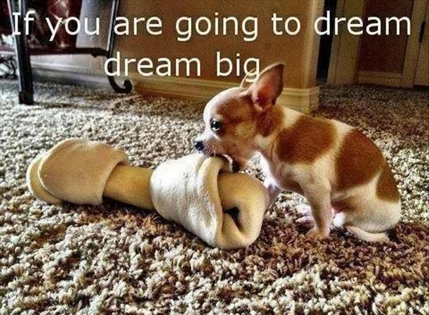 small dog with big bone - f you are going to dream dream big
