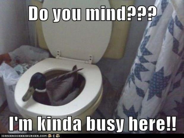duck in a toilet - Do you mind??? I'm kinda busy here!! Icanhascheezburger.Com