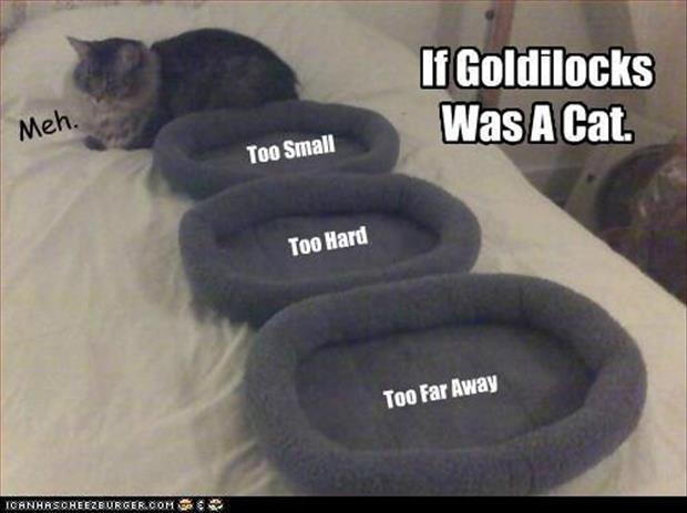 dumb cat meme - If Goldilocks Was A Cat. Meh. Too Small Too Hard Too Far Away Icanhrscheezburger.Com