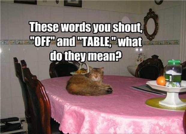 cat table funny - These words you shout, "Off" and "Table," what do they mean?