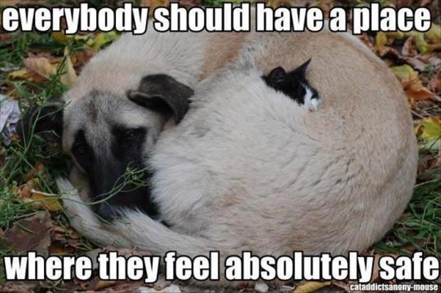 safe funny - everybody should have a place where they feel absolutely safe cataddictsanonymouse