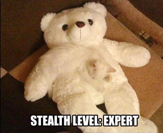 camouflage cat meme - Stealth Level Expert