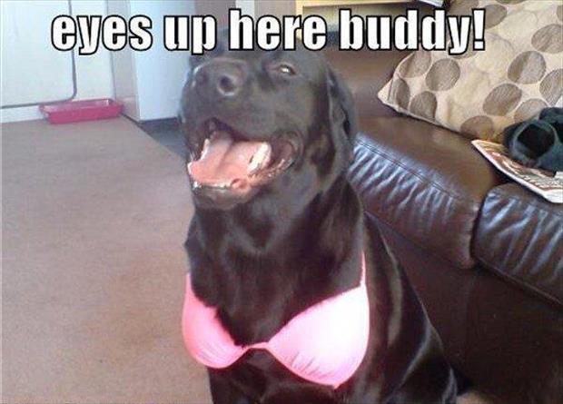 funny black labs - eyes up here buddy!