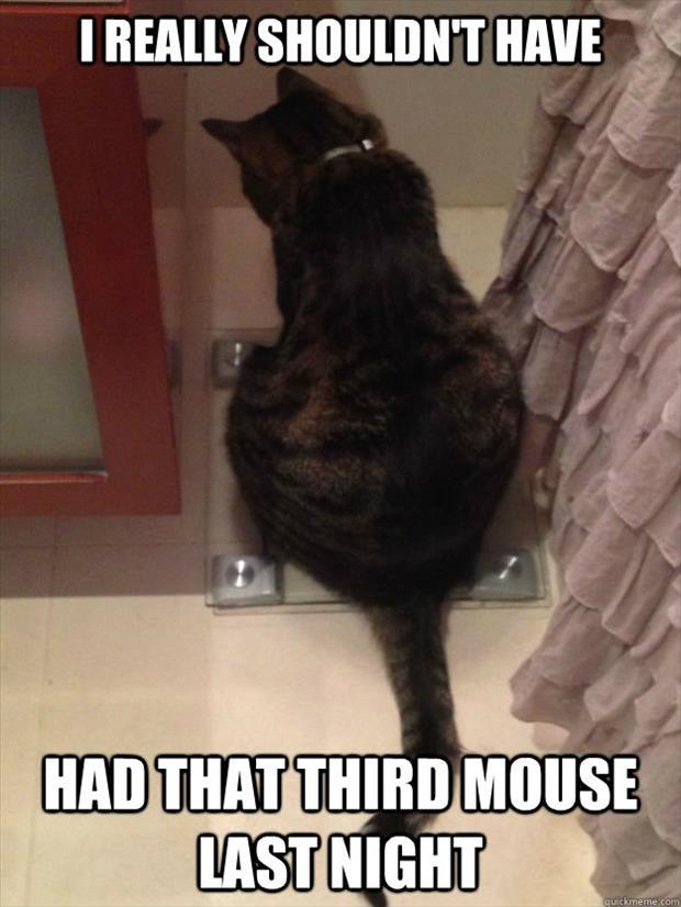 fat cat mouse - I Really Shouldn'T Have Had That Third Mouse Last Night quickmeme.com
