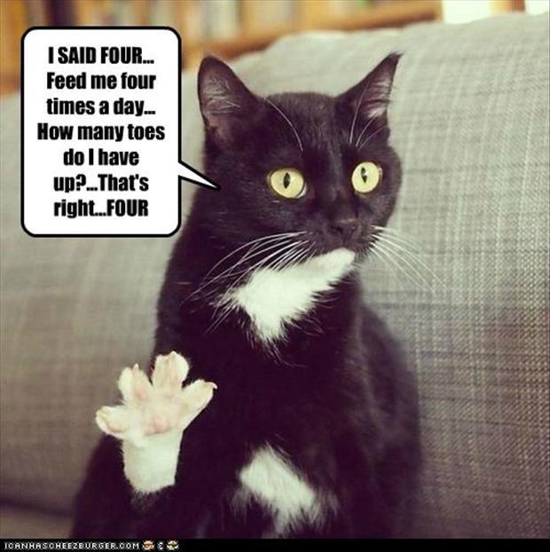 funny cat jokes for kids - I Said Four... Feed me four times a day... How many toes do I have up?...That's right...Four Icanhrscheezeurger.Com G