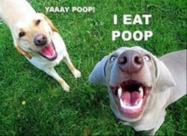 Animals With Funny Captions
